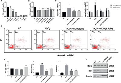 Morroniside Inhibits H2O2-Induced Podocyte Apoptosis by Down-Regulating NOX4 Expression Controlled by Autophagy In Vitro